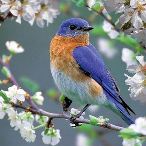 A bird sitting on a tree is never afraid of the branch breaking because her trust is not on the branch but on her own wings. Bird Sanctuary, Eastern Bluebird, Blue Birds, Bird Painting, China Painting, Backyard Birds, Bird Pictures, Exotic Birds, Pretty Birds