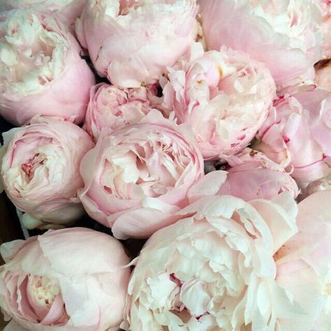 amarepervivere: More? 2014 Girly Aesthetic, Hanna Marin Aesthetic, Tumblr Girly Aesthetic, Dolls Aesthetic, Tumblr Girly Aesthetic 2013, Southern Preppy, Peonies Season, Steel Magnolias, Hanna Marin