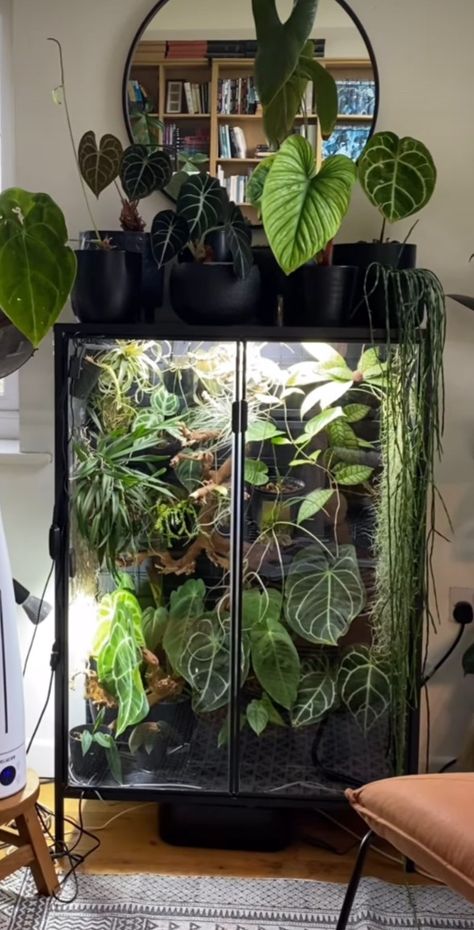 Plant Display Cabinet, House Plant Aquarium, Fernery Ideas, Begonia Terrarium, Greenhouse Cabinet, Aquarium And Plant Room, Ikea Cabinet Terrarium, Reptile And Plant Room, Large Vivarium