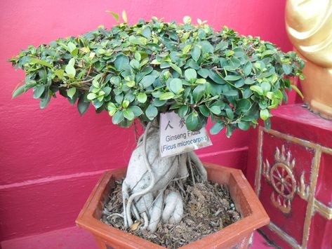 Ficus Ginseng Bonsai Tree Care Guide (Ficus retusa) Ginseng Bonsai, Ficus Ginseng Bonsai, Ficus Bonsai Tree, Bonsai Fertilizer, Chinese Elm Bonsai, Elm Bonsai, Ficus Ginseng, Ficus Bonsai, Jade Bonsai