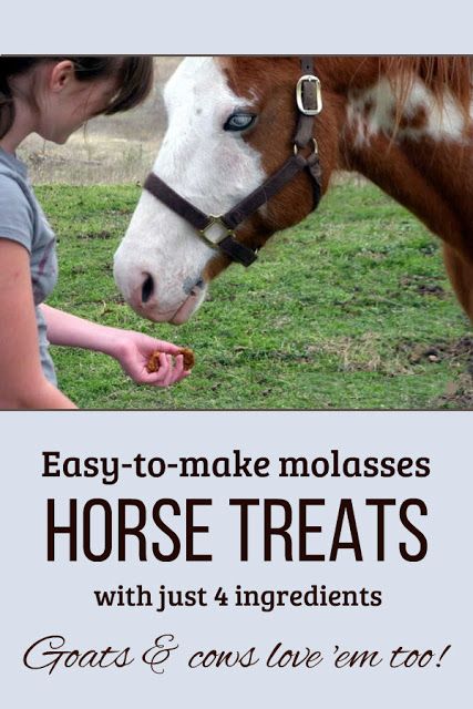 Horse Treats Recipe, How To Make Molasses, Senior Horse Care, Horse Cookies Recipes, Homemade Horse Treats, Horse Cookies, Horse Food, Winter Horse, Horse Care Tips