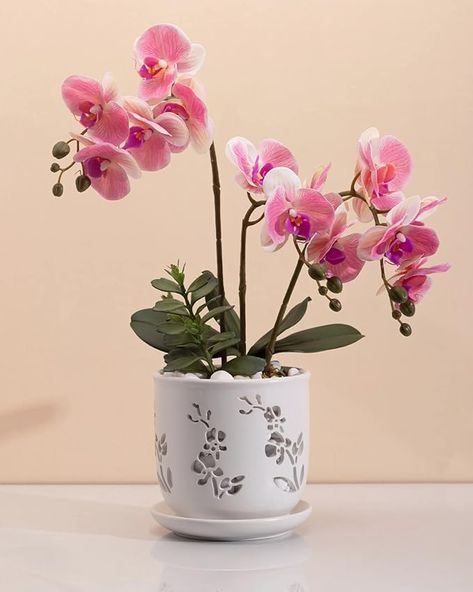 Amazon.com : Fayoula Orchid Pot, Large Orchid Pots with Holes for Healthy Growth and Easy Repotting, Premium Ceramic Orchid Planter for Indoor and Outdoor Use, Perfect Home for Your Orchids to Thrive - 6.5 inch : Patio, Lawn & Garden Clay Orchid Pots, Ceramic Orchid, Orchid Pots, Orchid Planters, Crocheted Jellyfish, Orchid Pot, Modern Planters, Apartment Balcony Decorating, Pot Designs