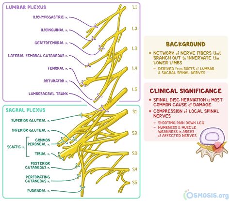 Lumbosacral Plexus, Sacral Plexus, Lower Limb Muscles, Anatomy Learning, Levator Ani, Nervous System Anatomy, Femoral Nerve, Pt School, Medicine Notes