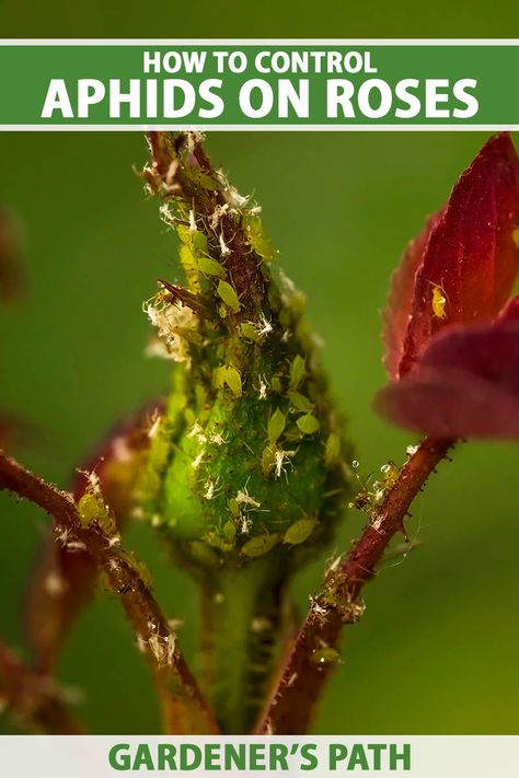 A close up vertical image of a rose bud infested with aphids pictured on a soft focus background. To the top and bottom of the frame is green and white printed text. Bugs On Roses, Aphids On Roses, Planting Rose Bushes, Get Rid Of Aphids, Rose Fertilizer, Green Bug, Plant Bugs, Knockout Roses, Plant Insects