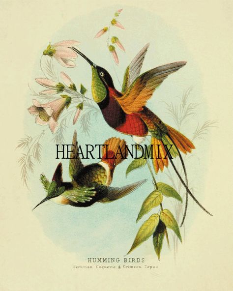 Hummingbird Vintage Digital Image Art by VintageDigitalShop2 Zoological Illustration, Hummingbird Illustration, Hummingbird Drawing, John And Yoko, Birds Eggs, Vintage Bird Illustration, Birds Illustration, Bird Illustrations, Hummingbird Art