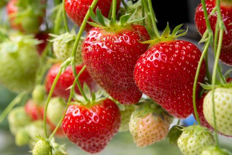 Tokyo Day Trip: Discover Kanagawa's Strawberry Road | Tokyo Weekender When To Plant Strawberries, Everbearing Strawberries, Straw Mulch, Strawberry Seed, Strawberry Farm, Green Strawberry, Growing Strawberries, Strawberry Plants, Food Garden