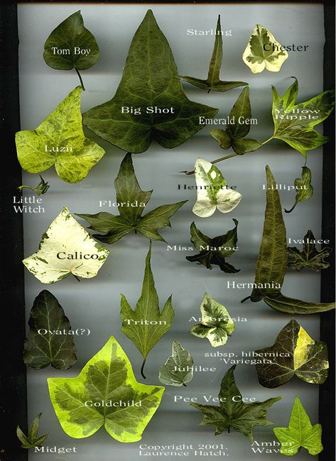 Hedera (English Ivy) chart Indoor Ivy, Types Of Ivy, Ivy Plant Indoor, English Ivy Plant, Hedera Helix, Gothic Garden, English Ivy, Ivy Plants, Ivy Leaf