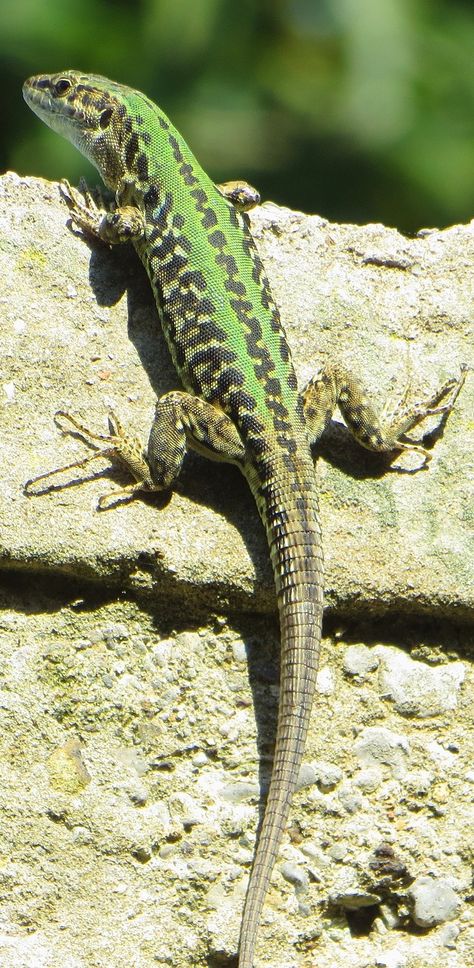 A green lizard climbing a wall. #Reptiles #Lizard #Animals Reptile Pictures, Colorful Reptiles, Lizard Pictures, Lizard Photography, Funny Lizards, Colorful Lizards, Green Lizard, Amazing Frog, Green Animals