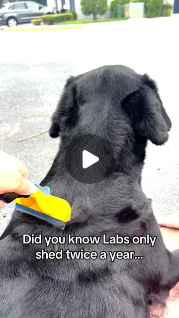 Labrador Tycoon on Instagram: "Forever covered in black hair 😅

Via @pupsofthesea" Dog Life, Labrador, Black Hair, Did You Know, Shed, Dogs, Hair, On Instagram, Instagram