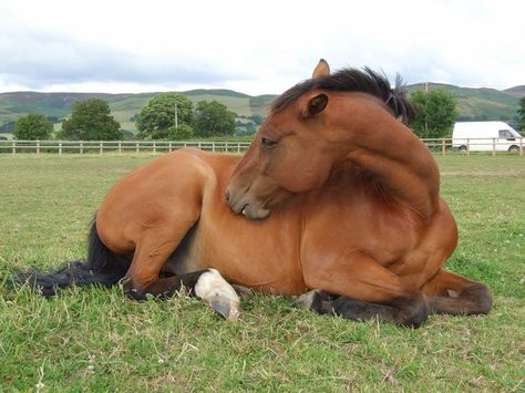 Horses Lying Down, Horse Laying Down Reference, Horses Laying Down, Horse Looking Up, Horse Lying Down, Horse Frontal View, Horse Reference Photos, Horse Sleeping, Horse Sitting