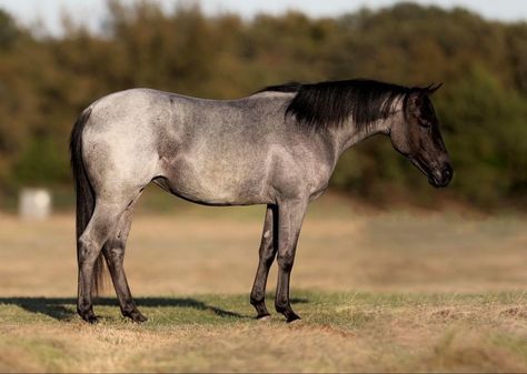 Quarter Horse Photography, Blue Roan Horses, Roan Quarter Horse, Blue Roan Quarter Horse, Blue Roan Horse, Roan Horse, Kathiyawadi Horse, Marwari Horses, Gorgeous Horses