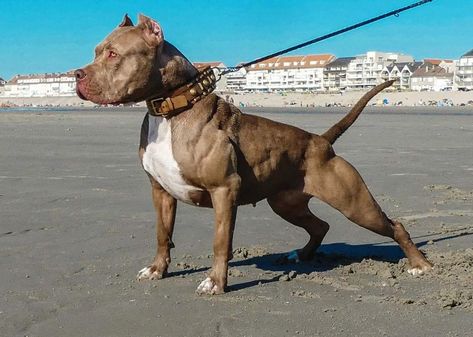 Xxl Bully Pitbull, Xxl American Bully, American Bully Xxl, Xl Bullies, Red Pitbull, Bully Xxl, Xl American Bully, Dog Monster, Bully Xl