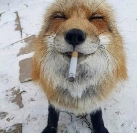 Silly Fox, Red Foxes, Cute Foxes, Fox Pictures, Pet Fox, Silly Animals, Cute Fox, Red Fox, Me Core