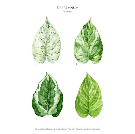 Unique Botanical Artwork on Instagram: “Check out my newest illustration! I love love love epipremnums, do you?   Here are 4 popular species:   1. Snow Queen Pothos  2. Marble…” Pathos Plant Drawing, Pothos Tattoo, Snow Queen Pothos, Pathos Plant, Marble Queen, Marble Queen Pothos, Epipremnum Aureum, Botanical Drawing, Golden Pothos