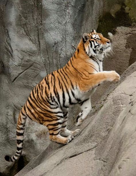 Detroit zoo Tiger Full Body Photography, Dynamic Big Cat Poses, Tiger Climbing Down, Dynamic Tiger Poses, Tiger Poses, Tiger Climbing, Tiger Reference, Tiger Bedding, Tiger Pillow