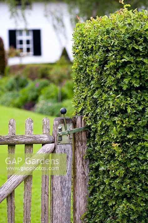 Stone Fence, Vegetable Garden Planner, Wooden Gates, Plant Photography, Decks And Porches, Garden Gates, Hedges, Vegetable Garden, Fence