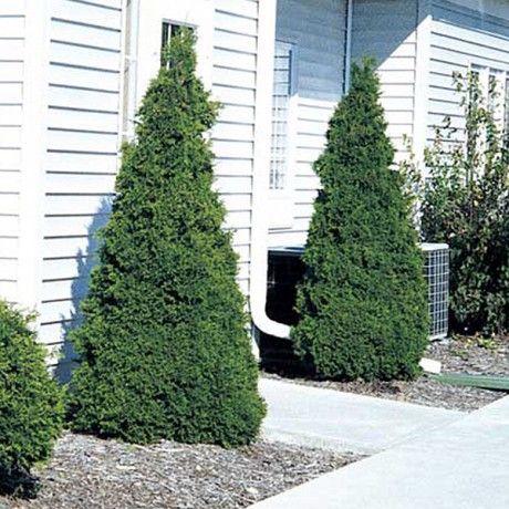 Yew Shrub, Arbor Vitae, Shrubs For Privacy, Arborvitae Tree, Berry Plants, Sun Perennials, Front Landscaping, Shade Perennials, Landscape Plans