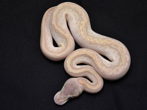 Crystal Lemon Blast - Morph List - World of Ball Pythons Rare Ball Python Morphs, Mystic Ball Python, Pretty Ball Python Morphs, Piebald Ball Python, Lemon Blast Ball Python, Ball Python, Python, Lemon, Crystals