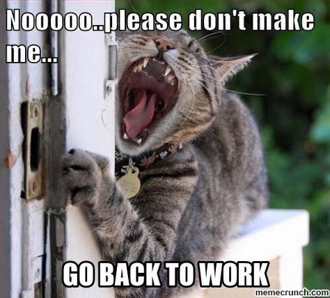 Noo...please don't make me go to work. Back To Work Quotes After Vacation, Back To Work Meme, Back To Work Quotes, Back To Work Humour, Back To Work After Vacation, Welcome Back To Work, Teacher Humour, Vacation Meme, Vacation Humor