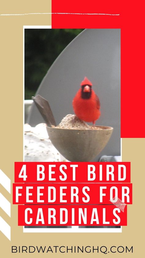 Cardinal Bird Feeder, Attract Bats, Homemade Hummingbird Nectar, Woodpecker Feeder, Bird Feeders For Kids To Make, Birds Feeder, Bird Feeder Stands, Finch Feeders, Backyard Birds Sanctuary