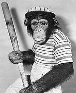 Play Ball! Aesthetic Monkey, Funny Artwork, Barrel Of Monkeys, Fantasy Baseball, Funny Baseball, Monkey Pictures, Baseball Pictures, Baseball Humor, In The Zoo