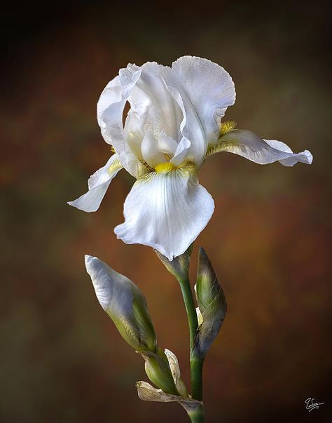 White Iris Flower, Iris Art, Iris Painting, White Iris, Chamber Music, Iris Garden, Iris Flower, Iris Flowers, Violinist