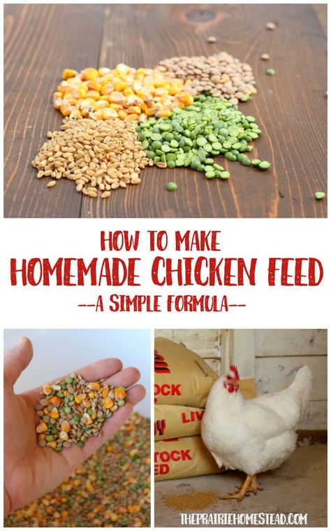 Diy Chicken Food, Chicken Feed Recipe, Homemade Chicken Feed, Backyard Chicken Coop Plans, Diy Chicken Coop Plans, Backyard Chicken Farming, Chicken Treats, Raising Backyard Chickens, Chicken Coop Designs