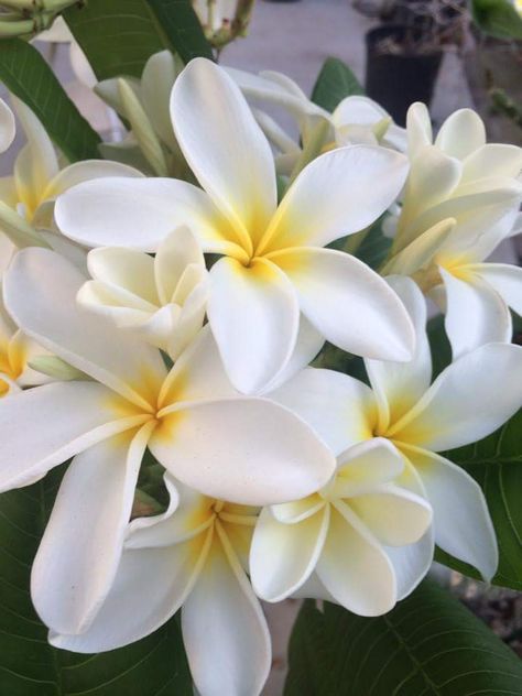 Flowers Plumeria, Background Studies, Flower Pic, Flower Reference, Natural Form Art, Flower Types, Sketchbook Inspo, Pretty Flower, Natural Forms