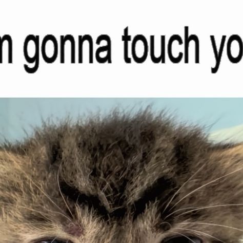 catnipaddict123 on Instagram: "im gonna touch you bro ❤️
-
#catmemes #catmeme" Touching You, Cat Memes, On Instagram, Quick Saves, Instagram