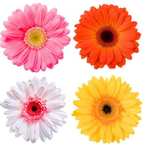 Daisy Meaning, Daisy Flower Arrangements, Gerbera Flower, Pink Gerbera, Gerbera Daisies, Edible Paper, Flower Delivery Service, Gerbera Daisy, Flower Names