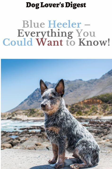 The Blue Heeler is an excellent companion, especially for people with type-A personalities. Your heeler will stay happy as long as you have a job for them to do. There are many interesting things that you can learn about the Blue Heeler breed. And if you’re considering making this adorable and hardworking hound a part of your family, this article will share important information and some of the most interesting facts. Let’s get started. Blue Heeler Puppy, Blue Healer, Heeler Puppy, Heeler Dogs, Blue Heeler Dog, Blue Heeler Puppies, Puppy Fever, Heeler Dog, Heeler Puppies