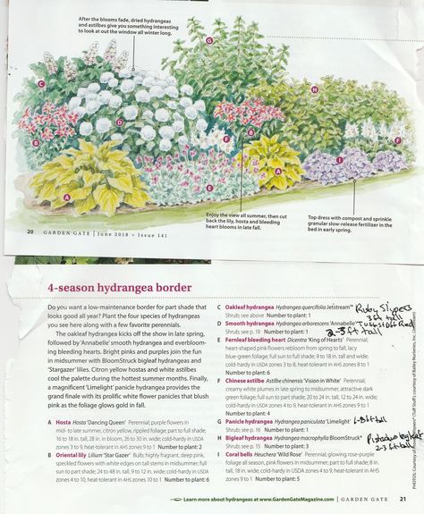 Ready to cultivate the garden of your dreams? 🏡 Dive into our simple guide for every gardener. Click for step-by-step instructions and easy tips! Hydrangea Garden Plan, Mixed Hydrangea Border, Pollinator Landscaping, Hydrangea Companion Plants Front Yards, Hydrangea Border Design, Hydrangea Border Landscaping, Hydrangea Border, Designing A Garden, Garden From Scratch