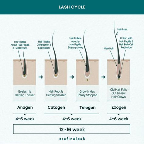 Master the eyelash cycle to optimize your lash services! 🌟 1. Anagen (Growth) - Active growth, lasts 30-45 days. 2. Catagen (Transition) - Growth stops, lash follicle shrinks, 2-3 weeks. 3. Telogen (Resting) - Lash remains but doesn’t grow, about 100 days. 4. Exogen (Shedding) - Old lash sheds as new ones grow. Enhance your lash artistry with this essential knowledge! #LashCycle #LashArtist #LashExtensions #EyelashGrowth #BeautyTips Eyelash Cycle, Pro Makeup Tips, Bigger Eyes, Foundation Tips, Diy Lip Balm, Flawless Foundation, Diy Lips, How To Get Thick, Eyelash Growth