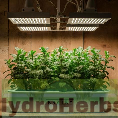 Illuminating your garden: Effective lighting solutions for the Kratky hydroponic method for herbs. Lighting is crucial in hydroponics; without it, your herbs won't thrive. LED grow lights are ideal for energy efficiency and lifespan, but proper placement and timing are also essential. Understanding these factors can significantly enhance your hydroponic garden's success. #NoSoilGardening #SimpleHydroponics #SustainableGardening #IndoorGardening Hydroponic Herbs, Kratky Method, Lighting Tips, Types Of Herbs, Herbs Indoors, Starter Plants, Hydroponics System, Sustainable Garden, Hydroponic Gardening