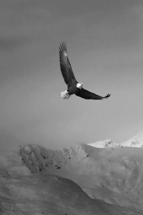 The Sky, Flight, Black And White, White, Black