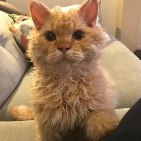 When You Turn Up The Wiles On  is listed (or ranked) 13 on the list Curly Haired Cats Are The Internet's Latest Obsession Cat Curly Hair, Curly Haired Cat, Cymric, Curly Cat, Business Cat, Internet Cats, Latest Obsession, Healthy Cat, Cat Funny