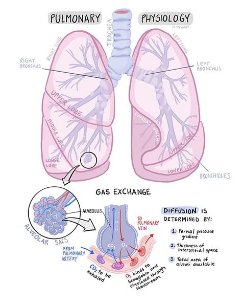 A very basic pulmonary physiology 🌬...#illustration #medschool #medicine #medstudent #pastudent Pulmonary Physiology, Emt Study, Medical Terminology Study, Gas Exchange, Basic Anatomy And Physiology, Nurse Study Notes, Nursing Student Tips, Medical Student Study, Pulmonology