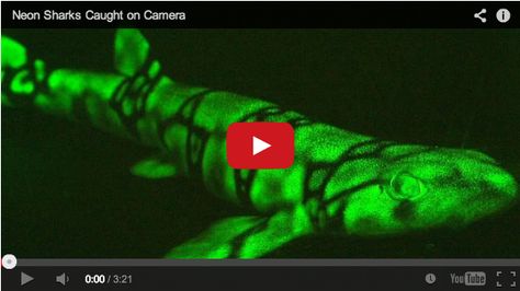 Video: Neon Sharks Caught on Camera Swell Shark, Glow Fish, Cat Shark, Species Of Sharks, Shark Swimming, Marine Fish, The Dark World, Aquatic Life, Science News