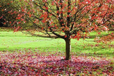 'Allergy-Fighting Garden' plants solutions for those with allergies, asthma - Chicago Tribune October Glory Maple Tree, October Glory Maple, Red Sunset Maple, Common Garden Plants, Acer Rubrum, Red Maple Tree, Red Sunset, Cedar Trees, Red Maple