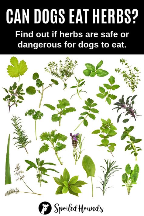 Can dogs eat herbs? Keep your dog safe and find out what you need to know about fresh herbs for dogs on Spoiled Hounds. #herbs #pets #dogsafety #doghealth #dogs #doglovers #doginformation #dogownertips #pethealth Herbs For Dogs, Dog Coughing, Types Of Herbs, Dog Health Tips, Oils For Dogs, Dog Information, Dog Nutrition, About Dogs, Dog Health Care