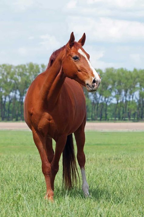 Chestnut Warmblood, American Quarter Horse Association, Chestnut Mare, Mare Horse, Horse Coat Colors, Healthy Horses, American Chestnut, Red Chestnut, Horse Colors