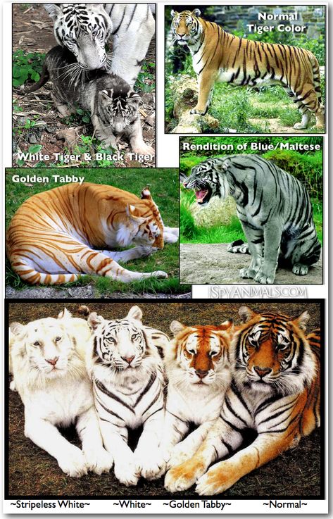 Colors of Tigers via I Spy Animals: Golden Tabby Tigers Golden Tabby Tiger, Golden Tabby, Golden Tigers, Gorgeous Animals, 동화 삽화, Golden Tiger, Black Lion, Black Tiger, Exotic Animals