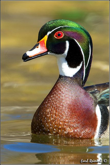 Wood Duck, Anatinae, Artic regions, South America, Africa, Australia, and North America. Lives in freshwater areas. Swans and geese are part of the wood duck family. The male wood ducks are shiny black and have short necks. Ducks Unlimited, Wood Duck, Wood Ducks, A Duck, Exotic Birds, Pretty Birds, Bird Photo, Colorful Birds, Wild Birds