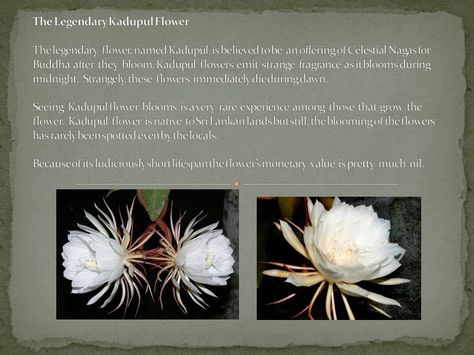 The Legendary Kadupul Flower Kadupul Flower, Rare Flowers, Planting, Fragrance, Interior Design, Plants, Flowers, Quick Saves, Design