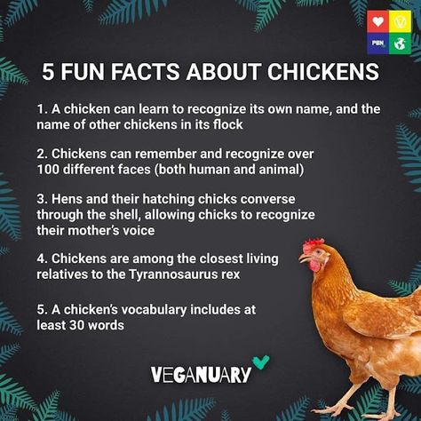 Facts About Chickens, Chicken Facts, Cute Chicken Coops, Backyard Chicken Coop Plans, Backyard Chicken Farming, Chicken Life, Chicken Health, Raising Backyard Chickens, Chicken Garden