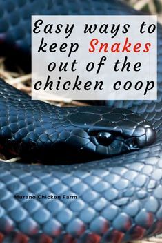 Protect Chickens From Predators, What Do Chickens Need In A Coop, Safe Chicken Coop Ideas, Chicken Coop Maintenance, Chicken Coop Fence Ideas, Chicken Care Backyard, How To Make A Chicken Coop, Chicken Yard Ideas, Chicken Coop Ideas Backyard