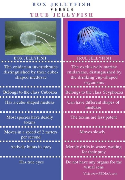 What is the Difference Between Box Jellyfish and True Jellyfish Check more at https://in4arts.com/what-is-the-difference-between-box-jellyfish-and-true-jellyfish.html Box Jellyfish, What Is The Difference Between, Jellyfish, 3d Art, I Hope, Fish, Art, Design