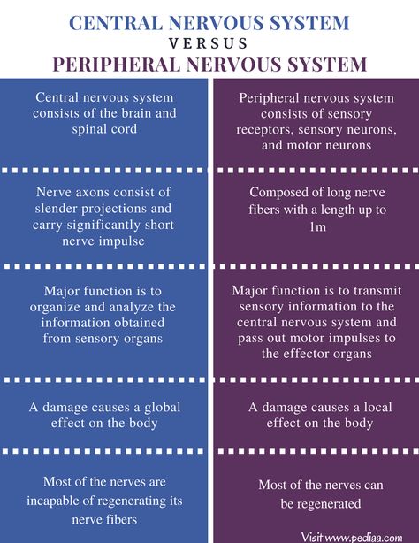 Nervous System Projects, Central And Peripheral Nervous System, Nervous System Anatomy, Nervous System Activities, Brain And Spinal Cord, Biochemistry Notes, Human Body Projects, Enteric Nervous System, Crps Awareness