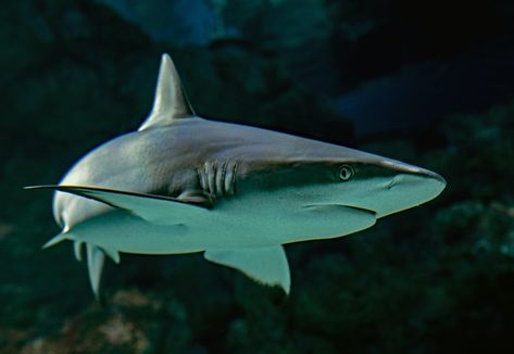 Underwater Aquarium, Grey Reef Shark, Shark Images, Fish Underwater, Shark Photos, Shark Pictures, Ocean Travel, Bull Shark, Salt Water Fishing