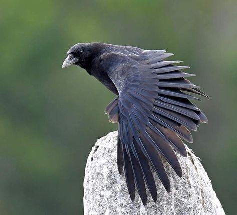 Corvid, wings spread, by Hawk Henries Raven Wings Reference, Crow Anatomy, Crow Wings, Raven Perched, Raven Wings, Crow Bird, Raven Art, Crows Ravens, Wings Art